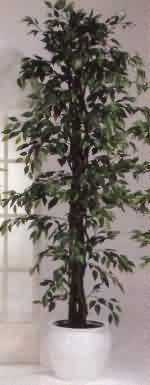 Ficus Benjamini Baum